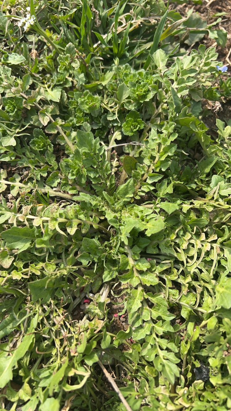 陕西野生荠荠菜