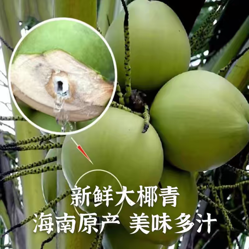 （推荐）精品椰子/椰青/产地直发/整车代发/电商，团购