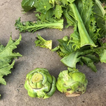 【推荐】浙江宁波榨菜大量上市/对接加工厂市场/视频看货