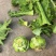 【推荐】浙江宁波榨菜大量上市/对接加工厂市场/视频看货