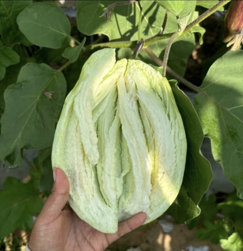 青茄/茄子，对接电商，市场，商超，一手货源