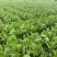【推荐】浙江宁波榨菜大量上市/对接加工厂市场/视频看货
