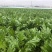 【推荐】浙江宁波榨菜大量上市/对接加工厂市场/视频看货