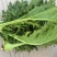 【推荐】浙江宁波榨菜大量上市/对接加工厂市场/视频看货
