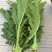 【推荐】浙江宁波榨菜大量上市/对接加工厂市场/视频看货