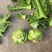 【推荐】浙江宁波榨菜大量上市/对接加工厂市场/视频看货
