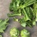 【推荐】浙江宁波榨菜大量上市/对接加工厂市场/视频看货