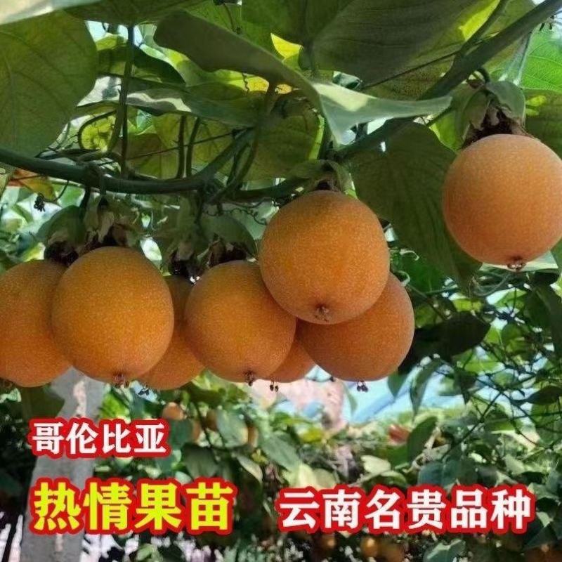 云南特大薄皮热情果树苗哥伦比亚黄金百香果纯甜无酸四季结果