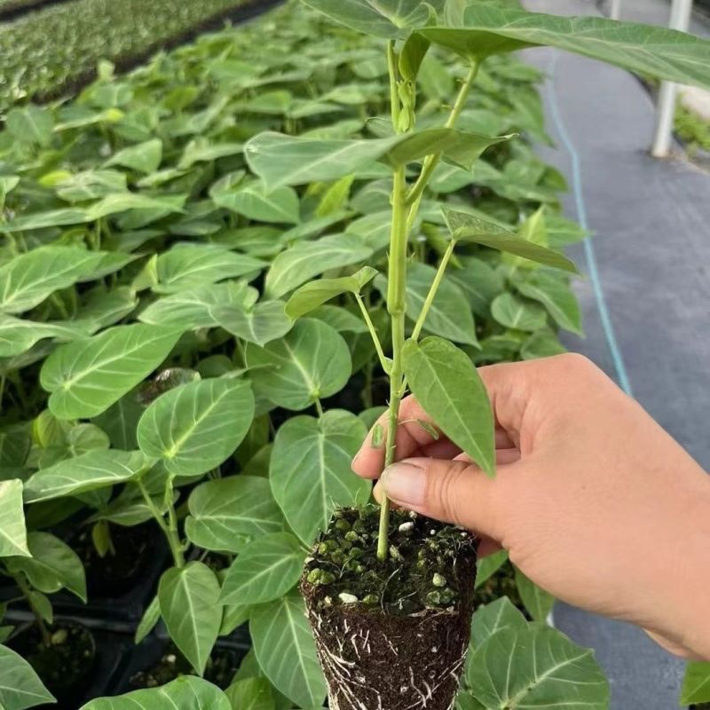 云南特大薄皮热情果树苗哥伦比亚黄金百香果纯甜无酸四季结果
