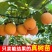 云南特大薄皮热情果树苗哥伦比亚黄金百香果纯甜无酸四季结果