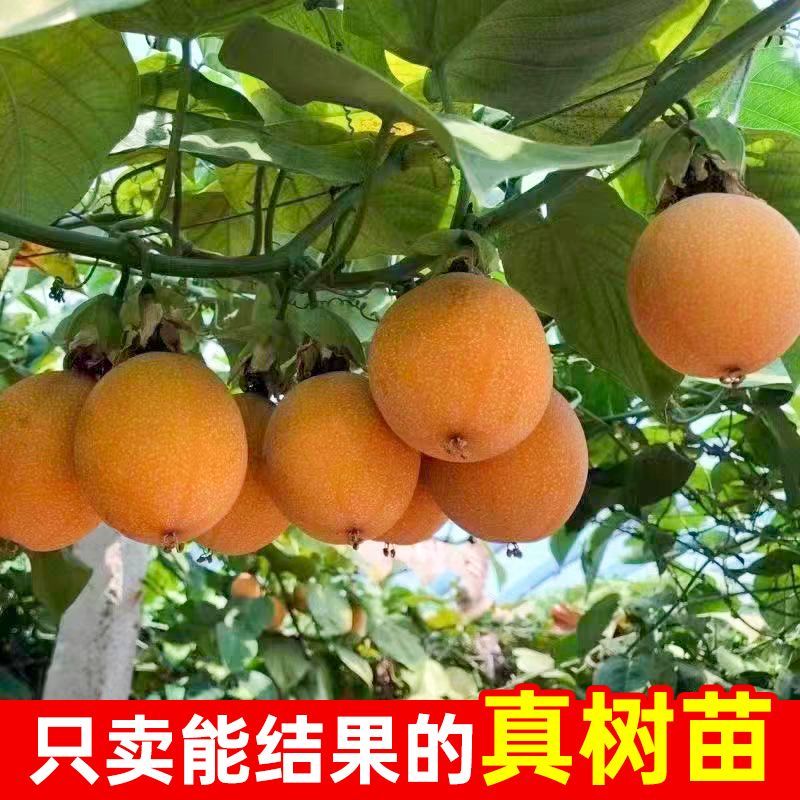 云南特大薄皮热情果树苗哥伦比亚黄金百香果纯甜无酸四季结果