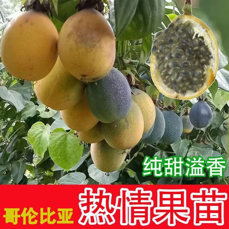 云南特大薄皮热情果树苗哥伦比亚黄金百香果纯甜无酸四季结果