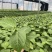 云南特大薄皮热情果树苗哥伦比亚黄金百香果纯甜无酸四季结果
