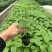云南特大薄皮热情果树苗哥伦比亚黄金百香果纯甜无酸四季结果
