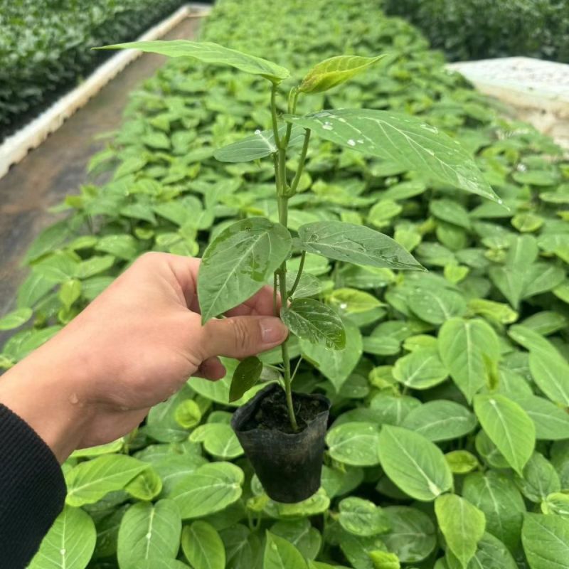 云南特大薄皮热情果树苗哥伦比亚黄金百香果纯甜无酸四季结果