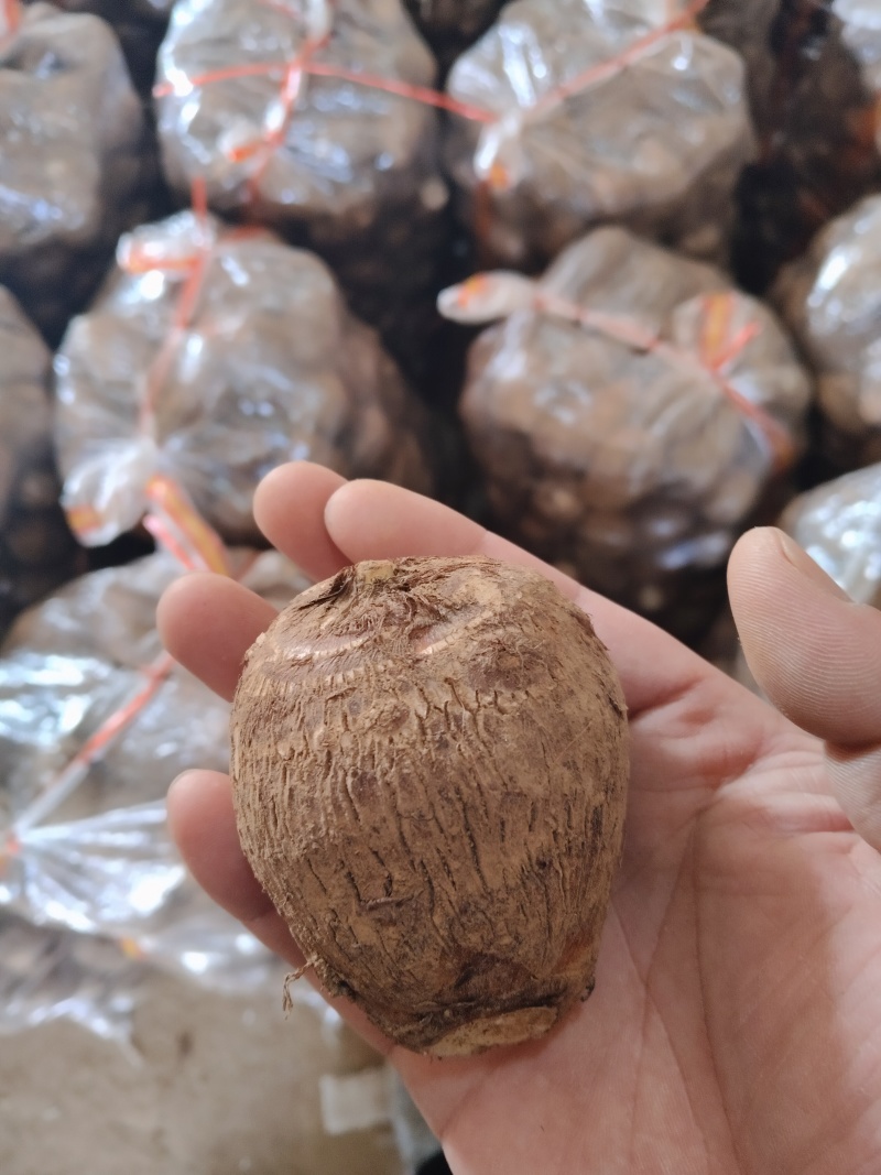 山东优质豆包芋头，产地大量现货，价格低质量好，一亩田联系