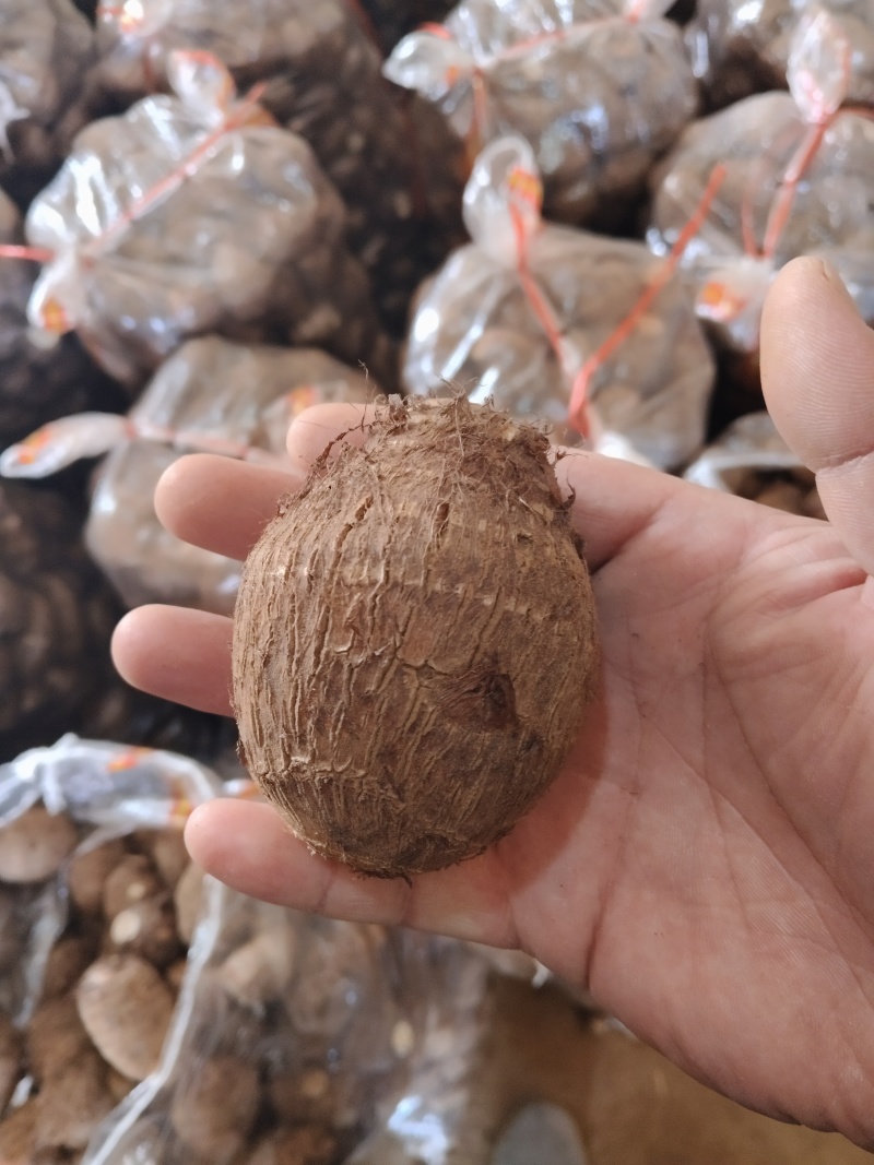 山东优质豆包芋头，产地大量现货，价格低质量好，一亩田联系