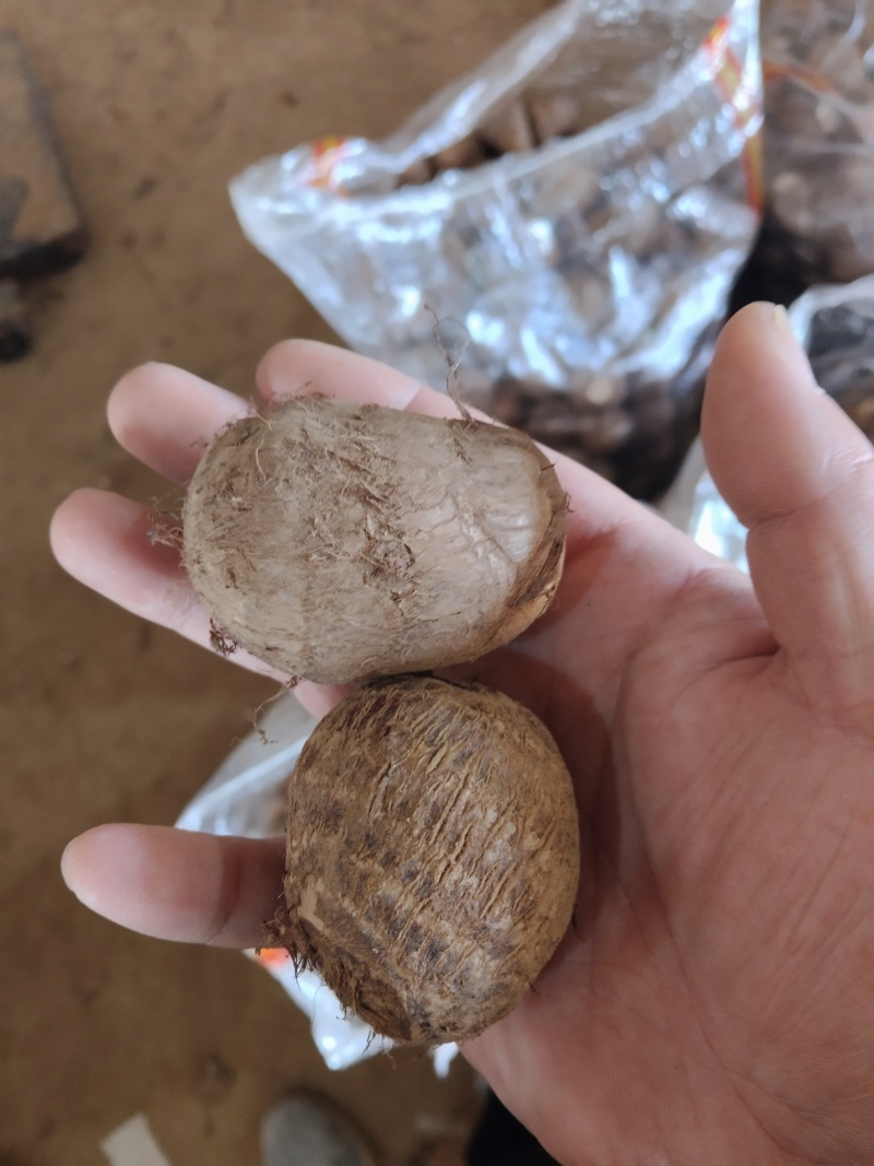 山东优质豆包芋头，产地大量现货，价格低质量好，一亩田联系