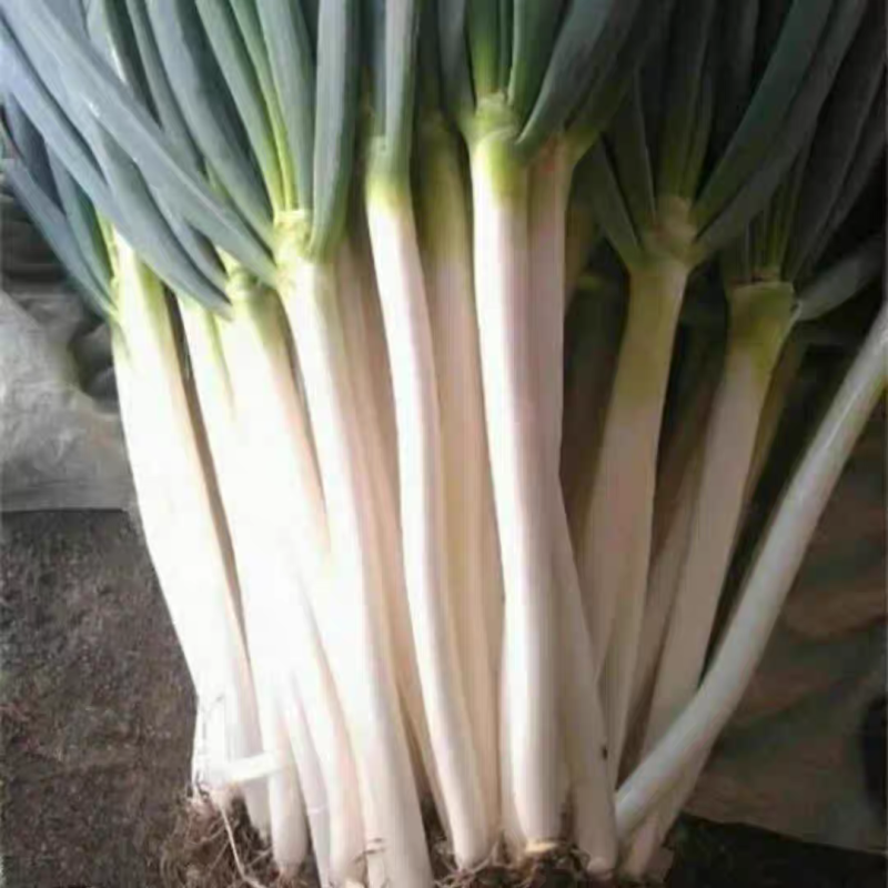 大葱，长白大葱，铁杆大葱，产地一手货源，量大从优