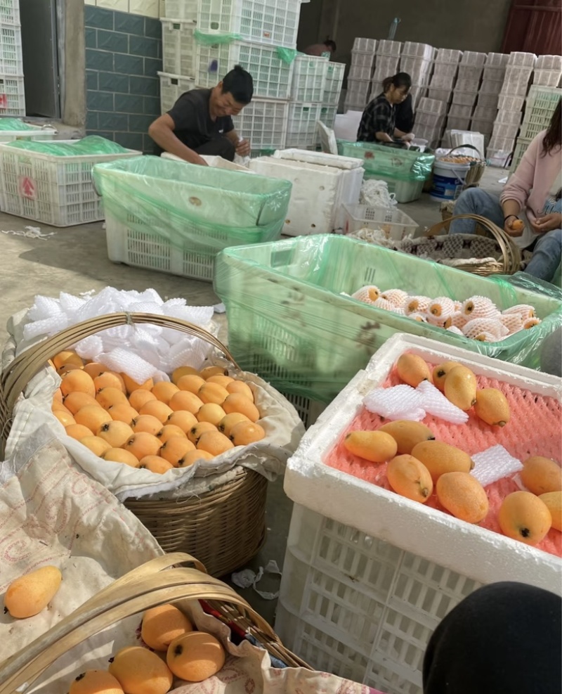 贵州大枇杷全国代发量大从优对接各大商超规格齐全