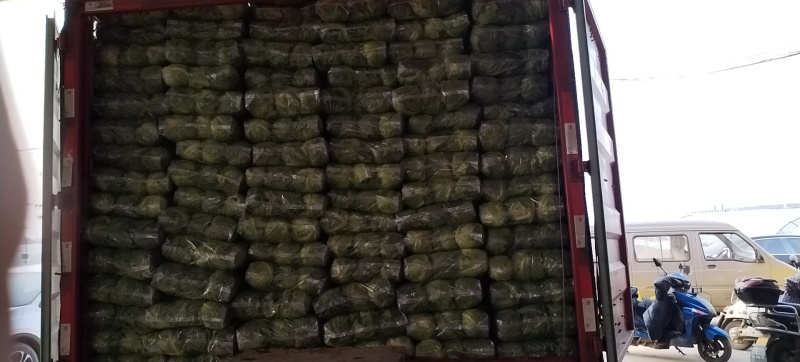 精品软甘兰产地直发规格齐全量大从优全国可发