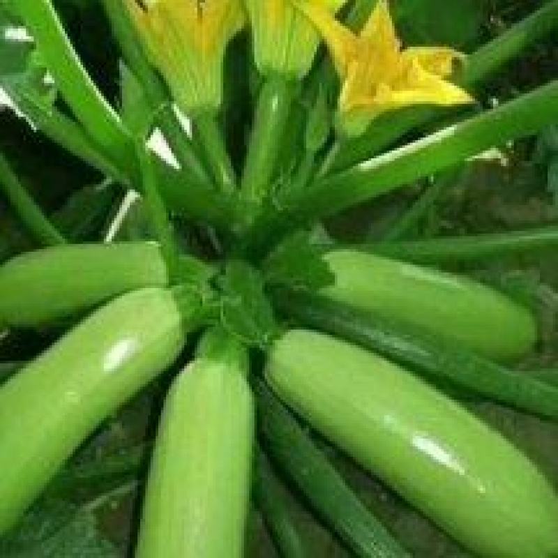 西葫芦大量上市了条形好颜色好价格优惠