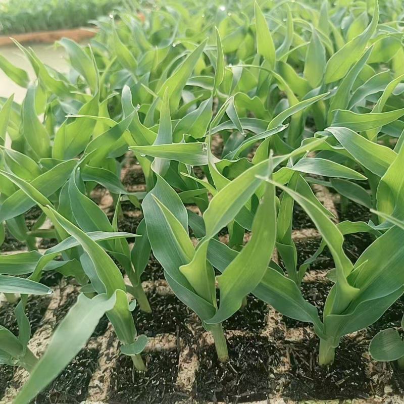 水果玉米苗/云南玉米苗/基地现挖现发/量大从优/包成活率