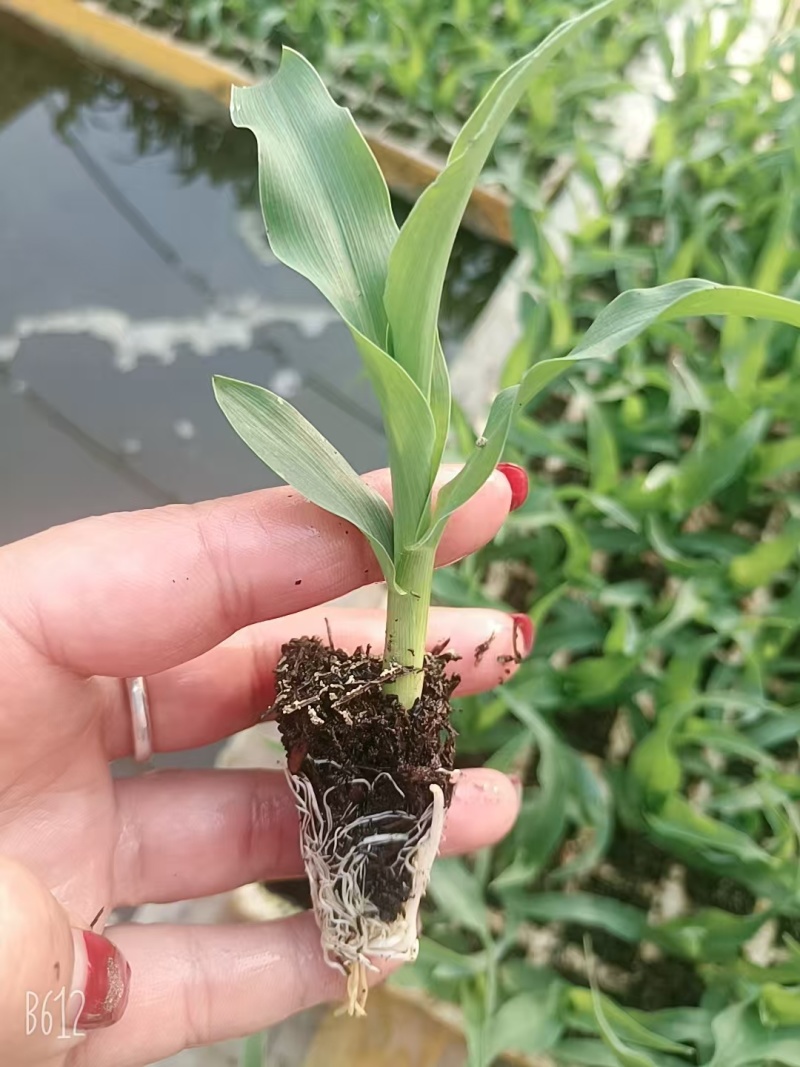 水果玉米苗/云南玉米苗/基地现挖现发/量大从优/包成活率