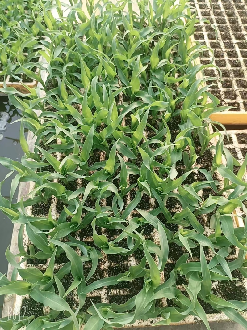 水果玉米苗/云南玉米苗/基地现挖现发/量大从优/包成活率