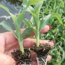 水果玉米苗/云南玉米苗/基地现挖现发/量大从优/包成活率