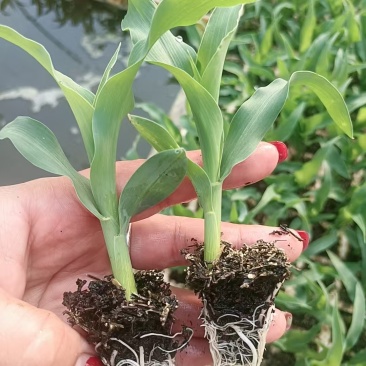 水果玉米苗/云南玉米苗/基地现挖现发/量大从优/包成活率
