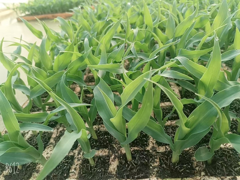 水果玉米苗/云南玉米苗/基地现挖现发/量大从优/包成活率