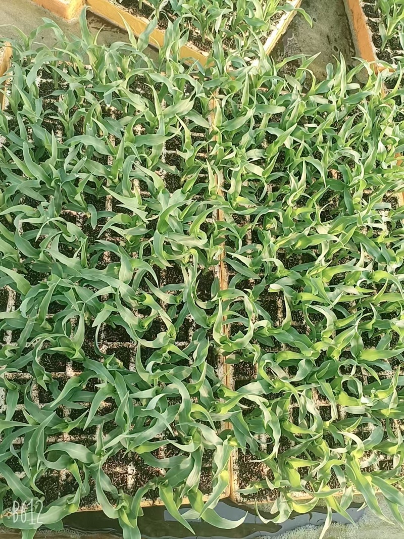 水果玉米苗/云南玉米苗/基地现挖现发/量大从优/包成活率