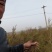 侧柏