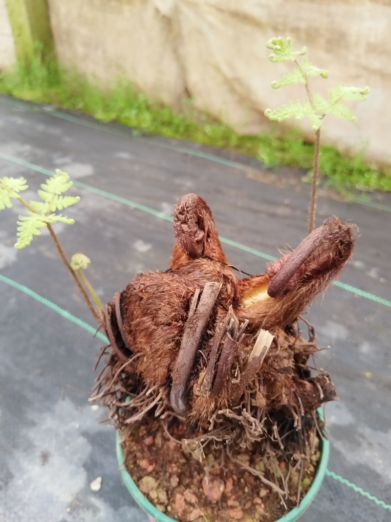 红鳞蕨：室内禅意绿植盆景.室内百搭盆栽.价格美丽欢迎采购