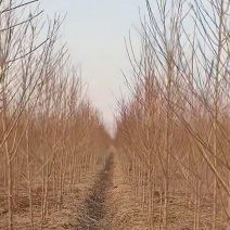 【热卖】桃树苗毛桃苗桃树原生苗现挖现发包成活