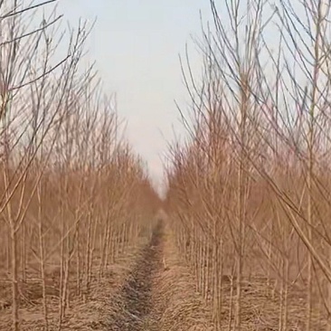 【热卖】桃树苗毛桃苗桃树原生苗现挖现发包成活