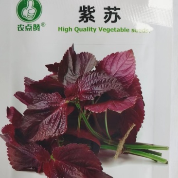 紫苏菜种子-容易栽培多次采收香味浓郁四季可播