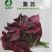 紫苏菜种子-容易栽培多次采收香味浓郁四季可播