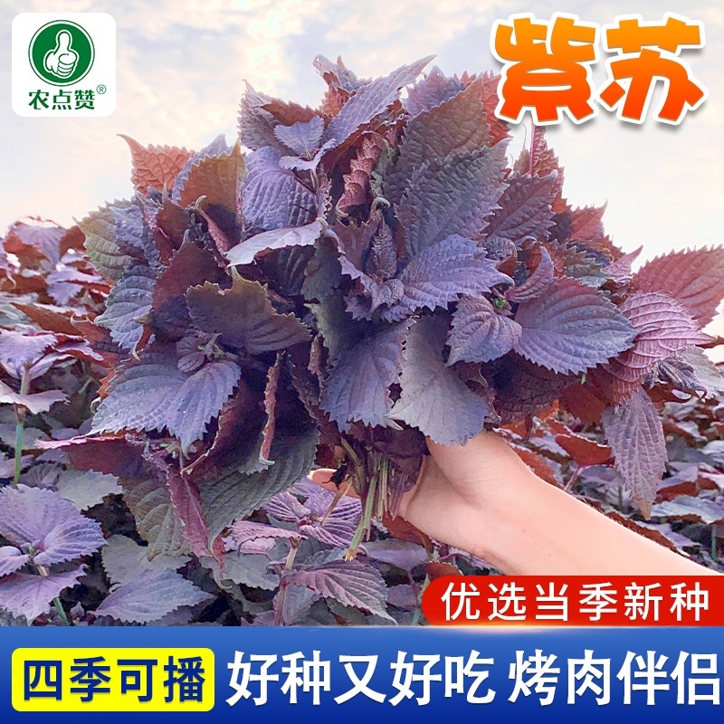 紫苏菜种子-容易栽培多次采收香味浓郁四季可播