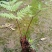 观叶绿植盆景室内百搭盆栽净四季常青易养活种植基地自产自销