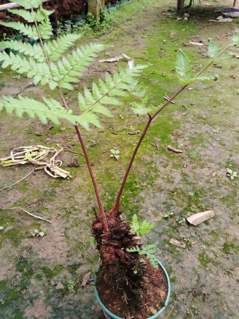 观叶绿植盆景室内百搭盆栽净四季常青易养活种植基地自产自销