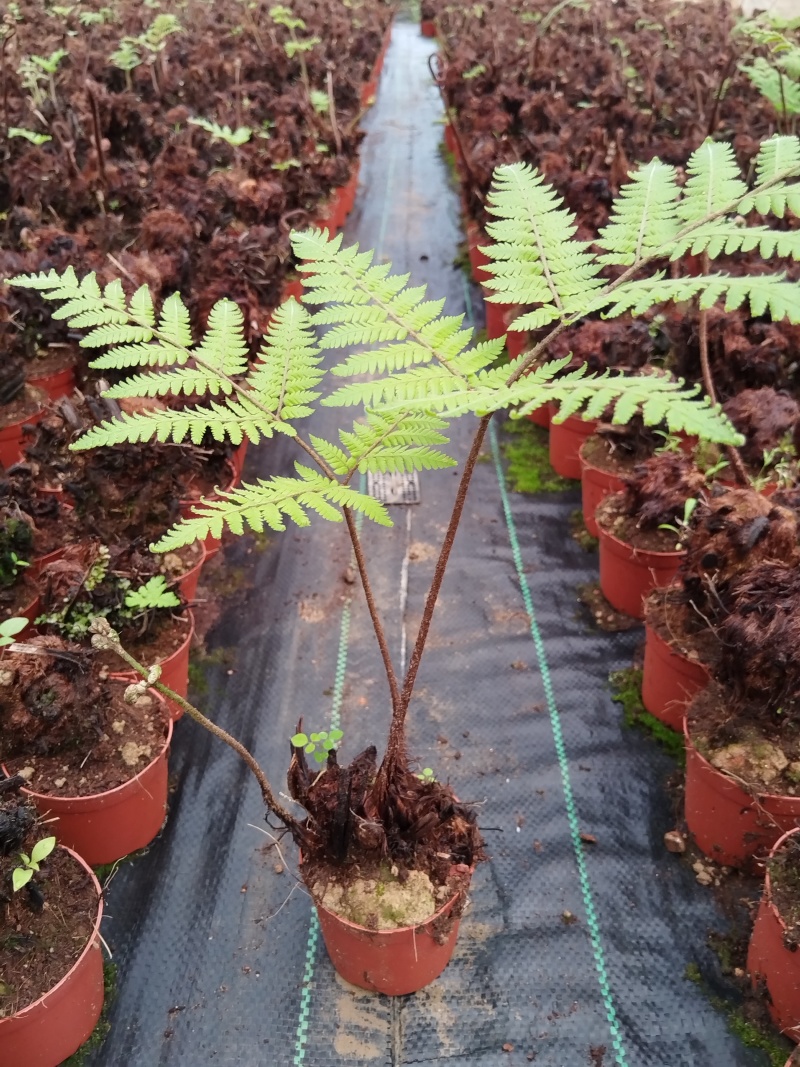 观叶绿植盆景室内百搭盆栽净四季常青易养活种植基地自产自销