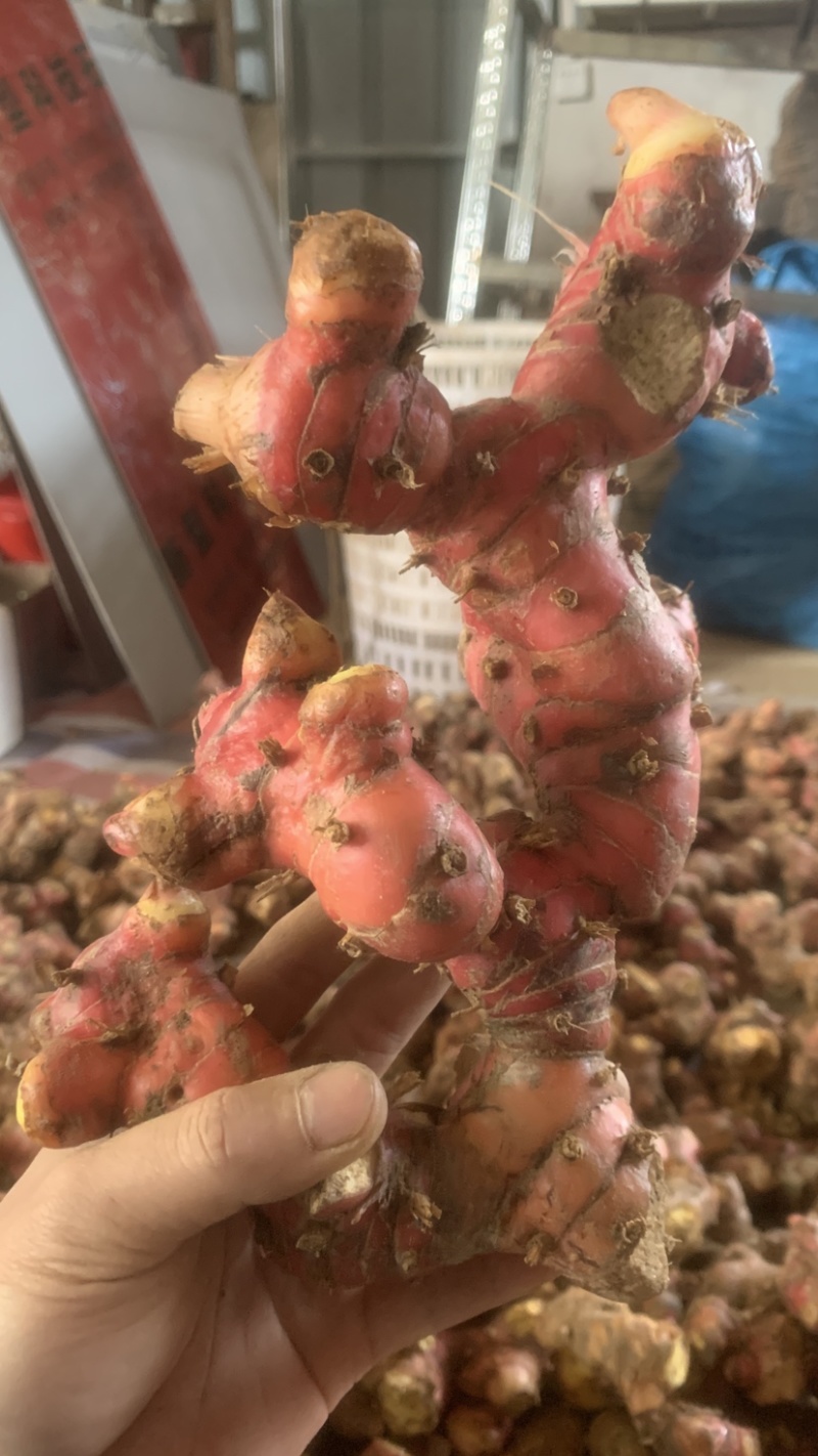 潮汕南姜优质货源量大价优
