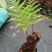 观叶绿植盆景室内百搭盆栽净四季常青易养活种植基地自产自销