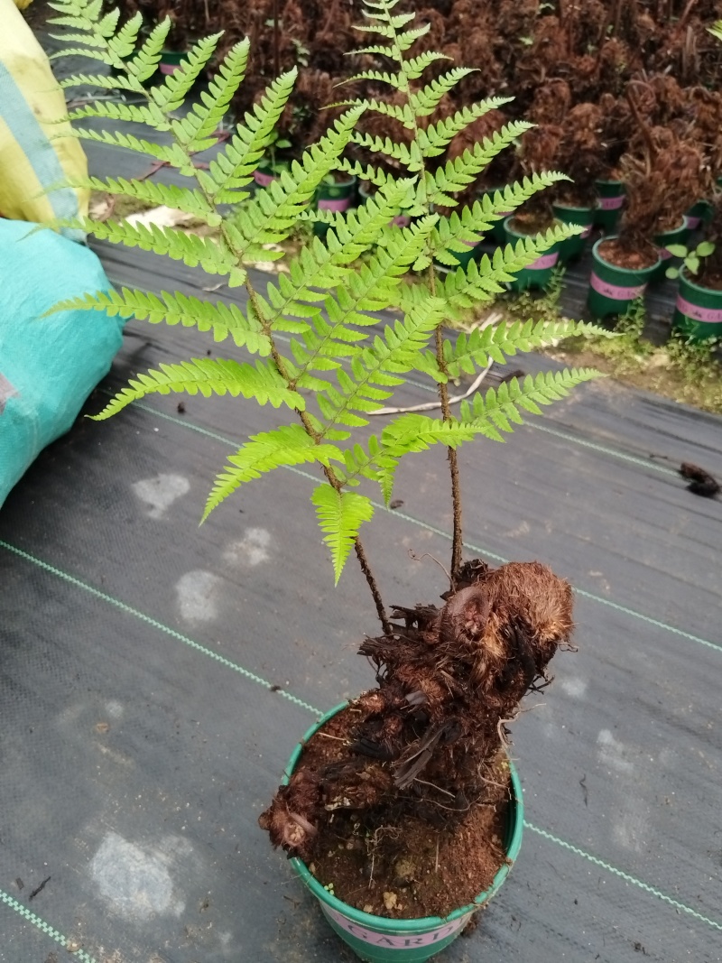 观叶绿植盆景室内百搭盆栽净四季常青易养活种植基地自产自销