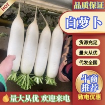 榆林精品白萝卜大量供应代发全国诚信合作欢迎来电