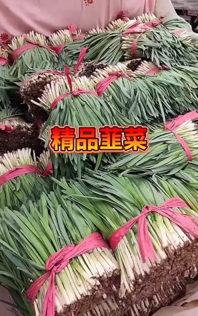 头刀韭菜