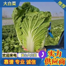 精品黄心大白菜大量接单产地直发品质保证欢迎联系