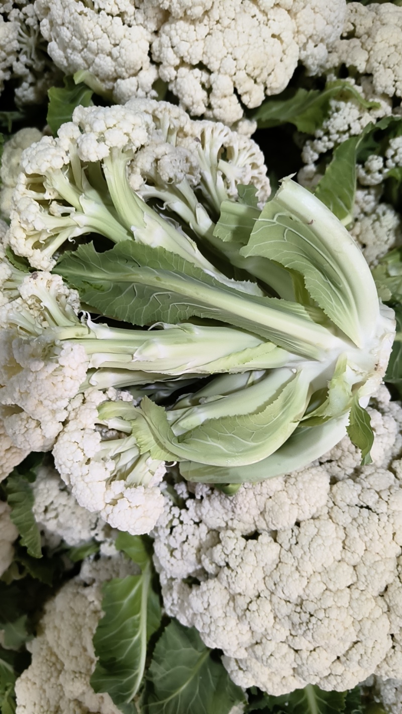 徐州万亩花菜基地，持续上货中，保质量可视频看货，代发全国
